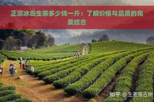 正宗冰岛生茶多少钱一斤：了解价格与品质的完美结合