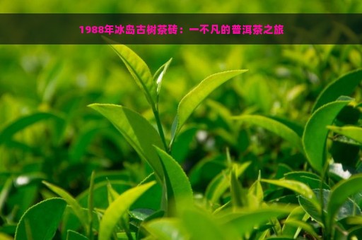 1988年冰岛古树茶砖：一不凡的普洱茶之旅