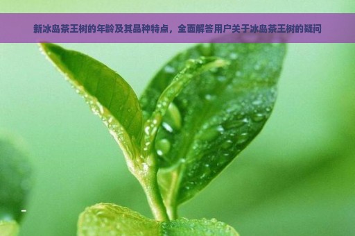 新冰岛茶王树的年龄及其品种特点，全面解答用户关于冰岛茶王树的疑问