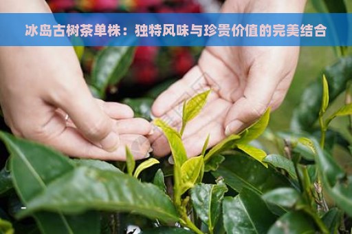 冰岛古树茶单株：独特风味与珍贵价值的完美结合