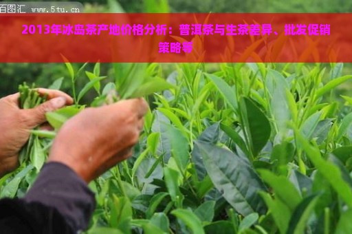 2013年冰岛茶产地价格分析：普洱茶与生茶差异、批发促销策略等