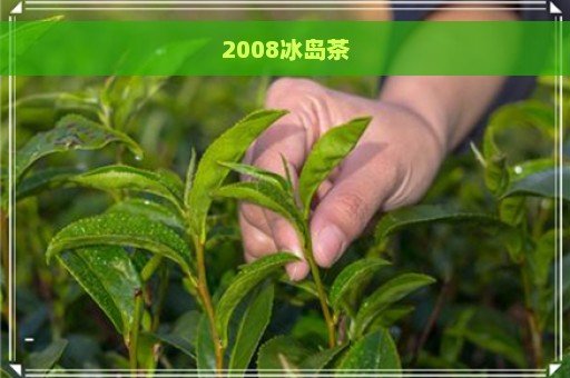 2008冰岛茶