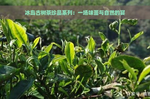 冰岛古树茶珍品系列：一场味蕾与自然的宴