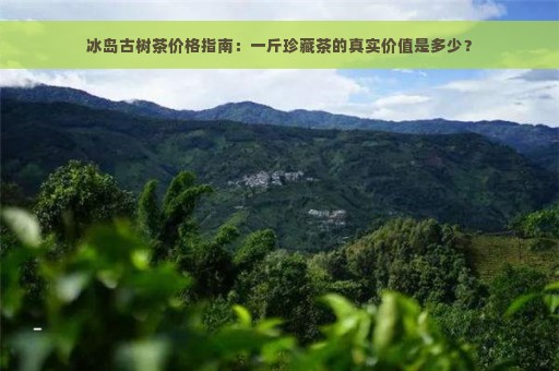 冰岛古树茶价格指南：一斤珍藏茶的真实价值是多少？