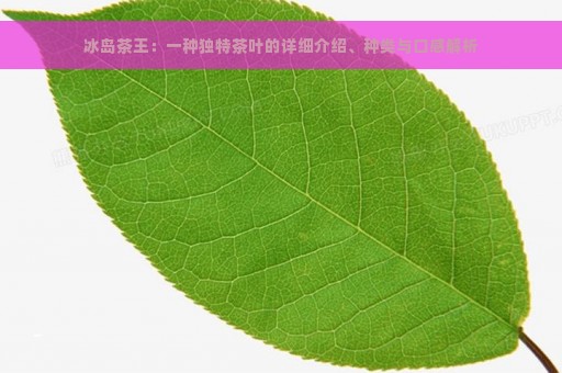 冰岛茶王：一种独特茶叶的详细介绍、种类与口感解析