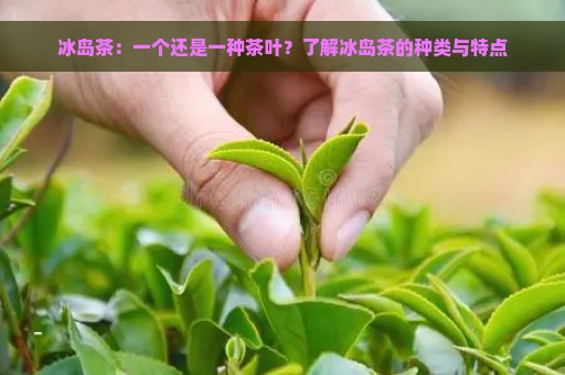 冰岛茶：一个还是一种茶叶？了解冰岛茶的种类与特点