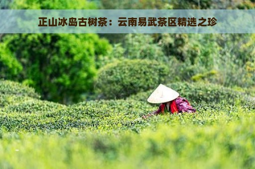 正山冰岛古树茶：云南易武茶区精选之珍