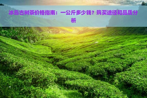 冰岛古树茶价格指南：一公斤多少钱？购买途径和品质分析