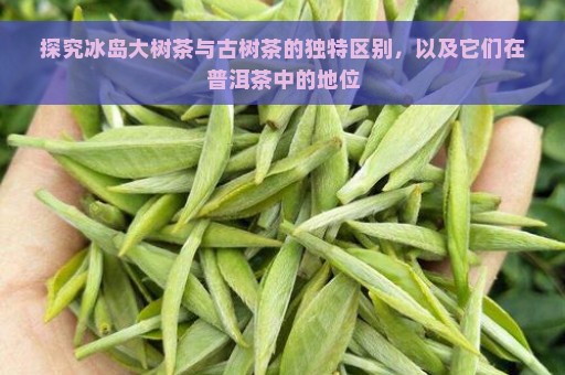 探究冰岛大树茶与古树茶的独特区别，以及它们在普洱茶中的地位