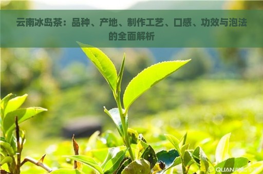 云南冰岛茶：品种、产地、制作工艺、口感、功效与泡法的全面解析