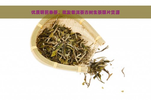 优质明前春茶，批发普洱茶古树生茶图片货源