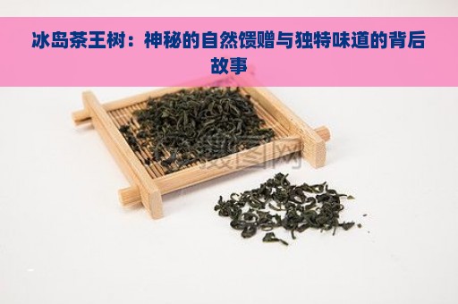 冰岛茶王树：神秘的自然馈赠与独特味道的背后故事