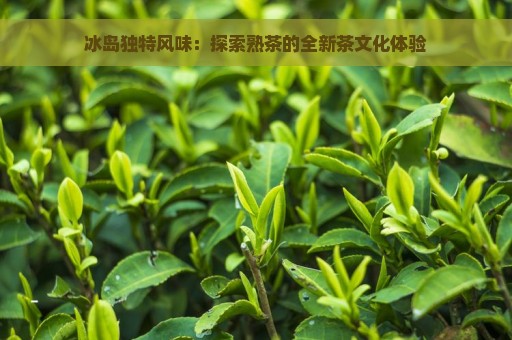 冰岛独特风味：探索熟茶的全新茶文化体验