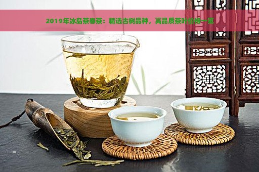 2019年冰岛茶春茶：精选古树品种，高品质茶叶价格一览