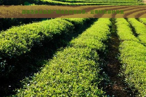 勐库古乡冰岛茶厂精选古树普洱茶，云南特色茶叶批发