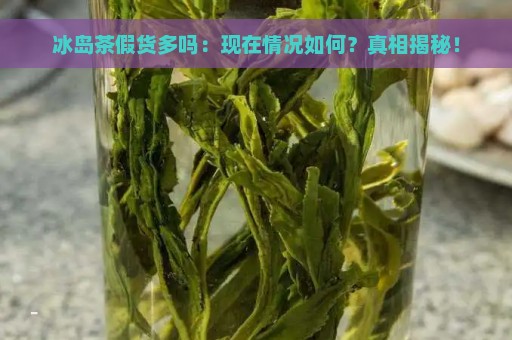 冰岛茶假货多吗：现在情况如何？真相揭秘！