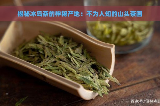 揭秘冰岛茶的神秘产地：不为人知的山头茶园