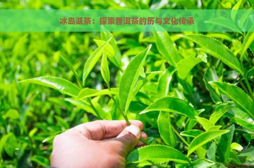 冰岛湖茶：探索普洱茶的历与文化传承