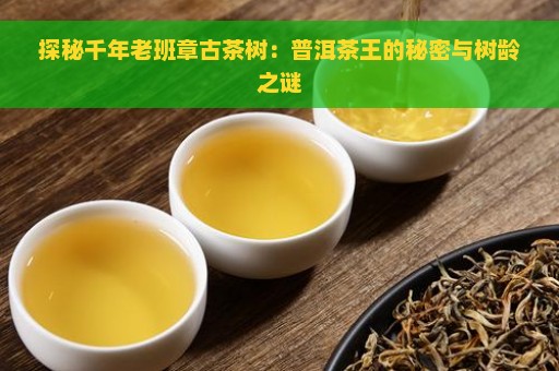 探秘千年老班章古茶树：普洱茶王的秘密与树龄之谜