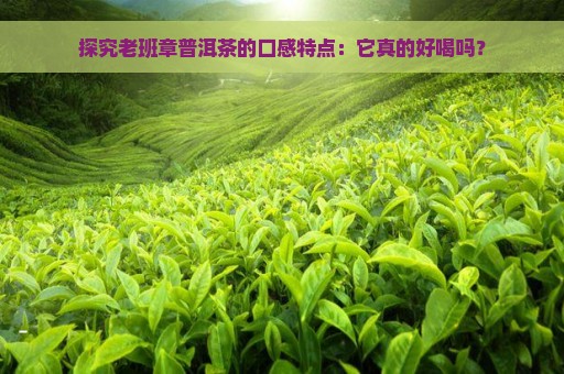 探究老班章普洱茶的口感特点：它真的好喝吗？