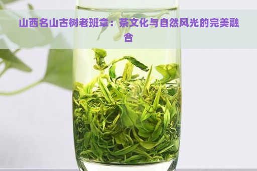 山西名山古树老班章：茶文化与自然风光的完美融合