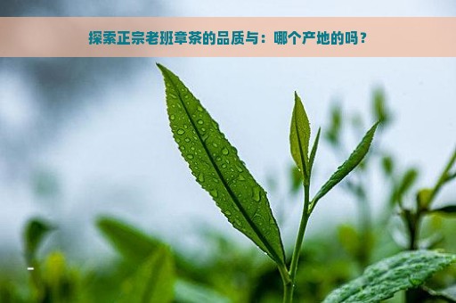 探索正宗老班章茶的品质与：哪个产地的吗？