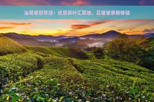 汕尾老班章店：优质茶叶汇聚地，品鉴鉴茶新体验