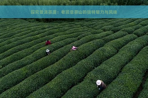 探究普洱茶源：老班章茶山的独特魅力与风味