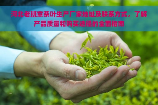 河北老班章茶叶生产厂家地址及联系方式，了解产品质量和购买途径的全面指南