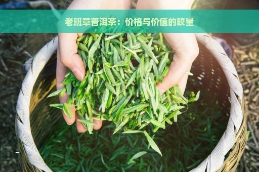 老班章普洱茶：价格与价值的较量