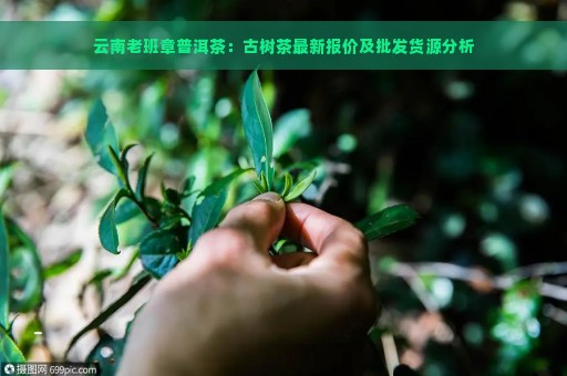 云南老班章普洱茶：古树茶最新报价及批发货源分析