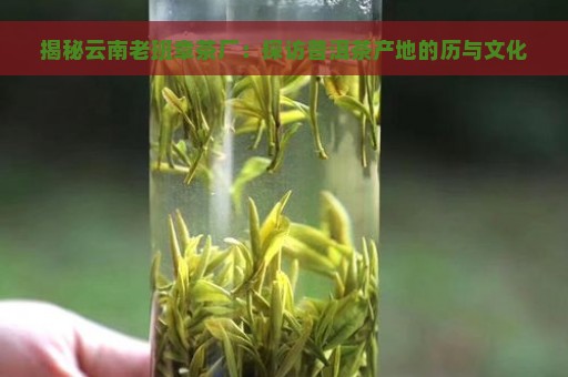 揭秘云南老班章茶厂：探访普洱茶产地的历与文化