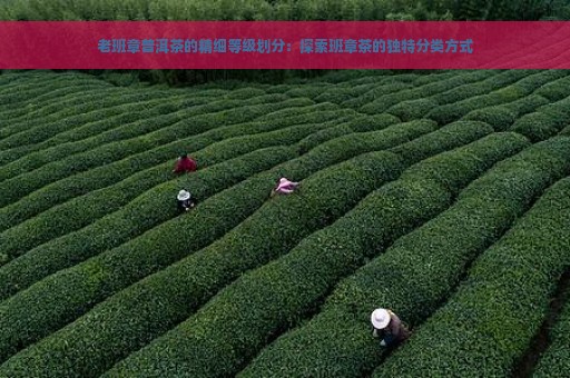 老班章普洱茶的精细等级划分：探索班章茶的独特分类方式