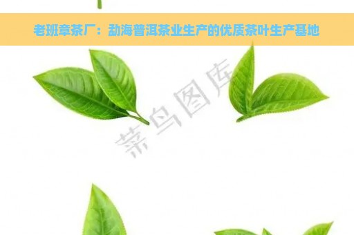 老班章茶厂：勐海普洱茶业生产的优质茶叶生产基地