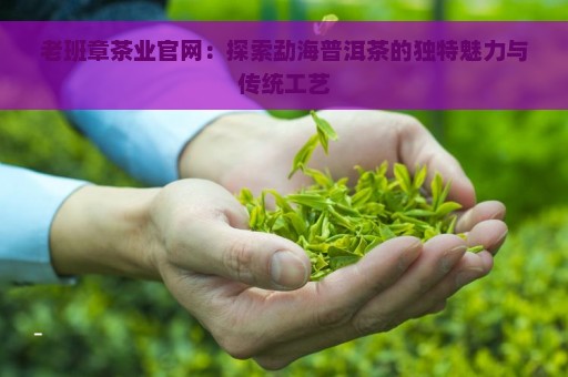 老班章茶业官网：探索勐海普洱茶的独特魅力与传统工艺