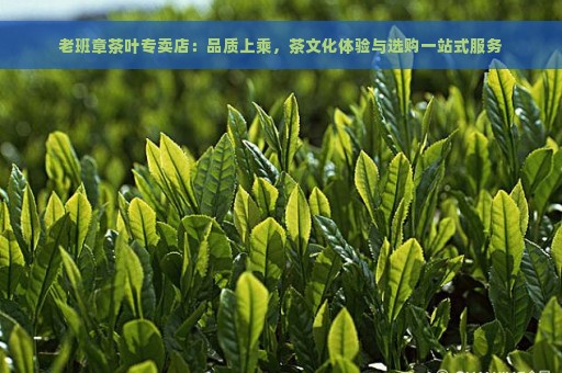 老班章茶叶专卖店：品质上乘，茶文化体验与选购一站式服务