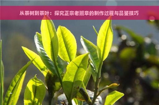 从茶树到茶叶：探究正宗老班章的制作过程与品鉴技巧