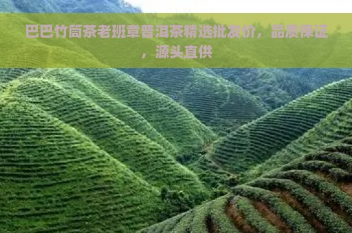 巴巴竹筒茶老班章普洱茶精选批发价，品质保证，源头直供