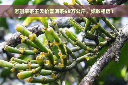 老班章茶王天价普洱茶68万公斤，你敢相信？