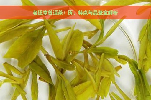 老班章普洱茶：历、特点与品鉴全解析