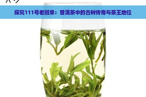 探究111号老班章：普洱茶中的古树传奇与茶王地位