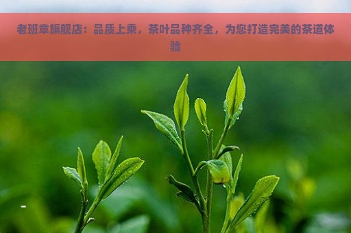 老班章旗舰店：品质上乘，茶叶品种齐全，为您打造完美的茶道体验