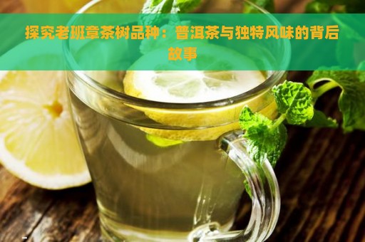 探究老班章茶树品种：普洱茶与独特风味的背后故事