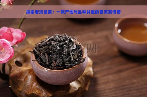 探索老班章茶：一款产地与品种并重的普洱茶传奇