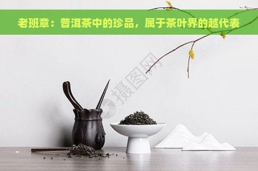 老班章：普洱茶中的珍品，属于茶叶界的越代表