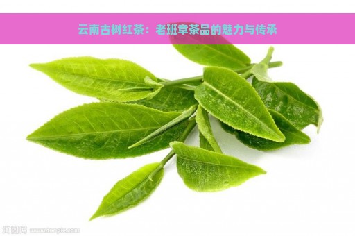 云南古树红茶：老班章茶品的魅力与传承