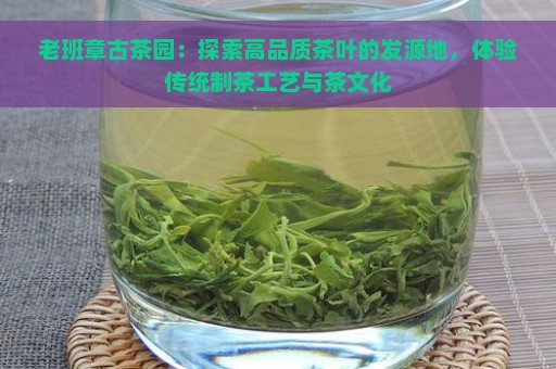 老班章古茶园：探索高品质茶叶的发源地，体验传统制茶工艺与茶文化