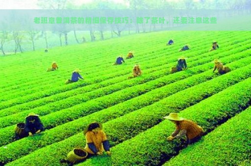 老班章普洱茶的精细保存技巧：除了茶叶，还要注意这些