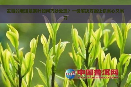 发霉的老班章茶叶如何巧妙处理？一份解决方案让你省心又省力