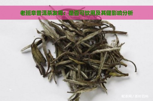 老班章普洱茶发霉：是否可饮用及其健影响分析